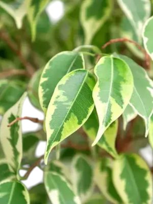 Ficus Variegata