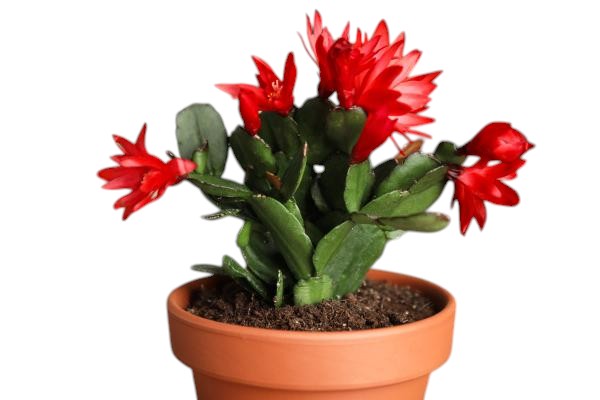 Cactus de Navidad