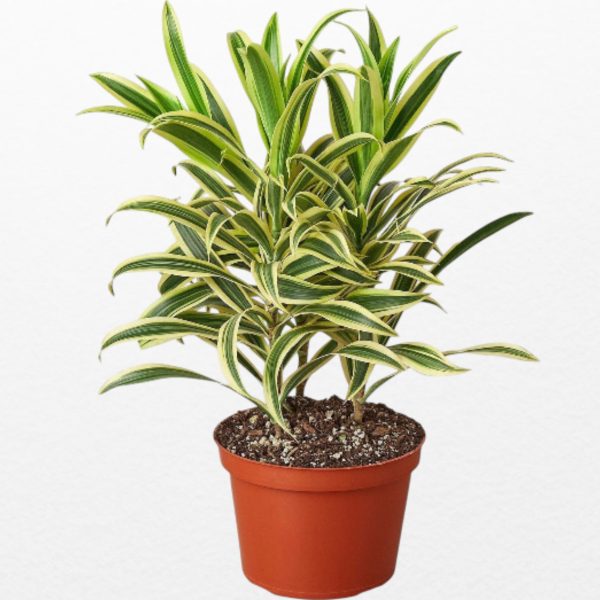 Dracena