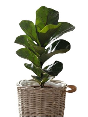 Ficus Lirata