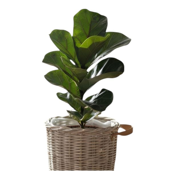 Ficus Lirata