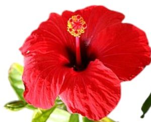 Hibiscus simple