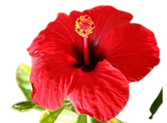hibisc0 (1) Hibiscus simple