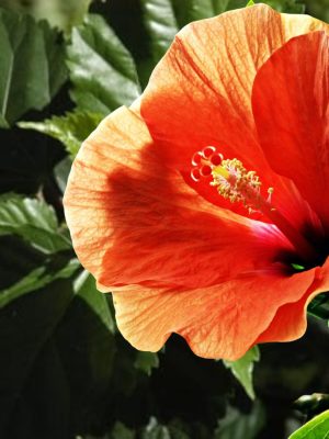 Hibiscus Hawaiano