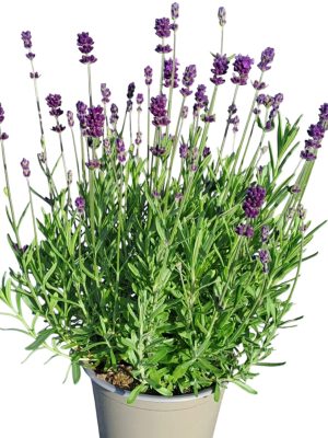 Lavanda