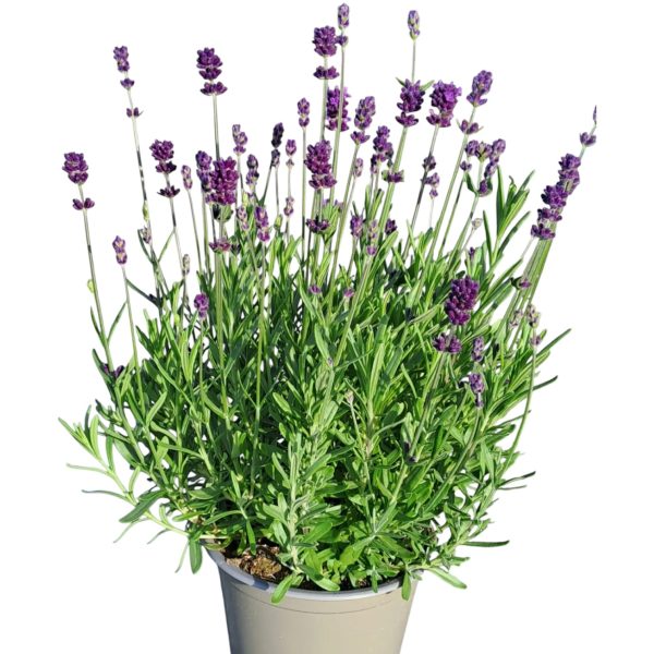 Lavanda