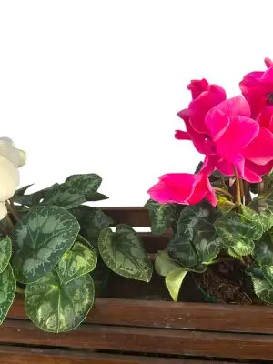 Violeta de los Alpes