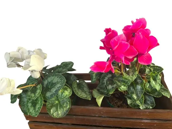 Violeta de los Alpes