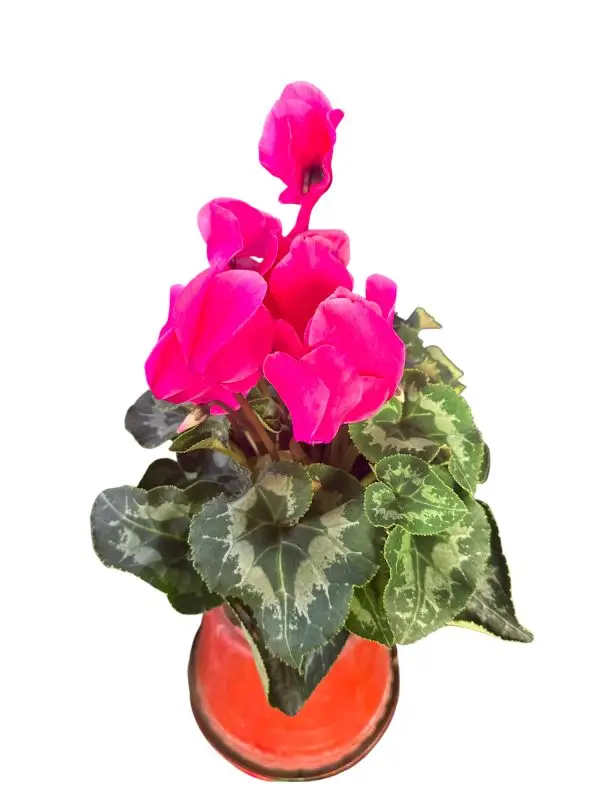 Violeta de los Alpes