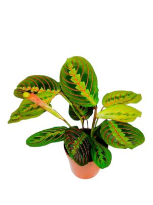 Maranta