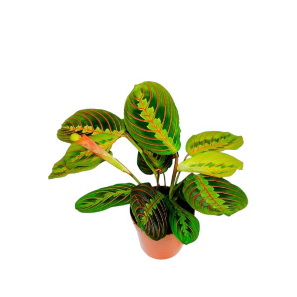Maranta