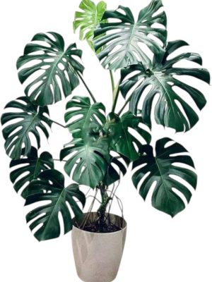 Monstera