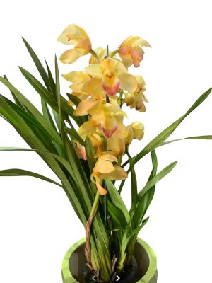 Orquídea