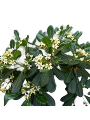 Pittosporum (Pithecellobium dulce)