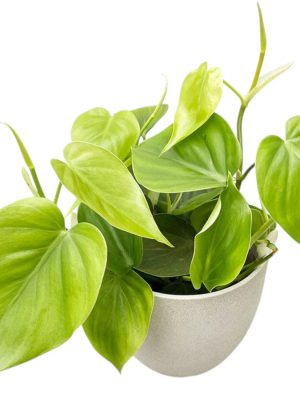 Potus (Ficus Pothos)