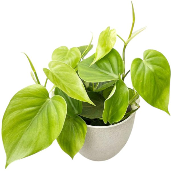 Potus (Ficus Pothos)