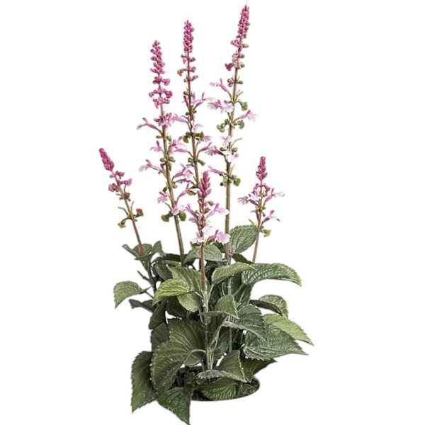 Salvia